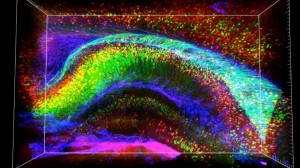 1911992_233437173508493_2143523272_o