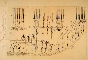 cajal_retina