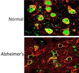 1902777_238464859672391_1357855457_n