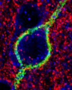 10300106_247682015417342_8741199431325194260_n