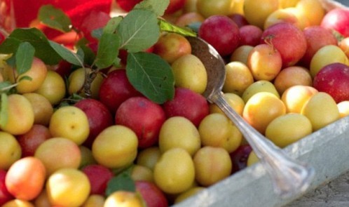 2856405400000578-3068502-Scientists_at_the_University_of_Southern_California_examined_how-a-1_1430828101619