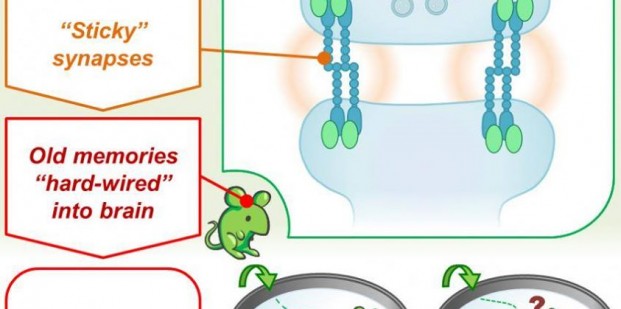 10401342_254535111398699_5831504013265296_n