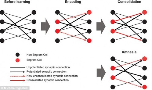 29288F9F00000578-3101531-image-a-36_1432849172531