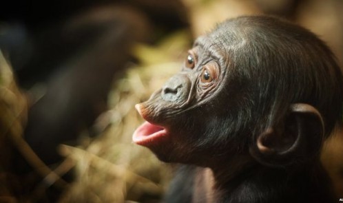 _83354879_bonobo_alamy