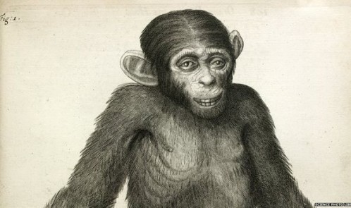 _83354881_chimpanzee-spl