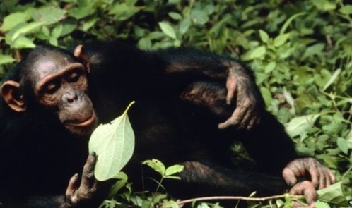 _83370213_z9120028-chimpanzee-spl