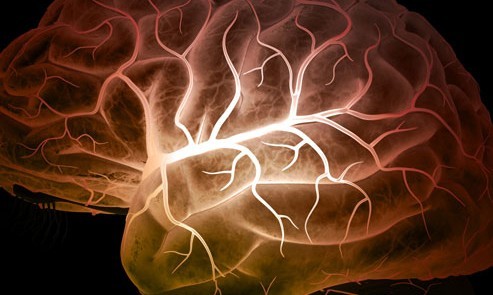princ_rf_photo_of_brain