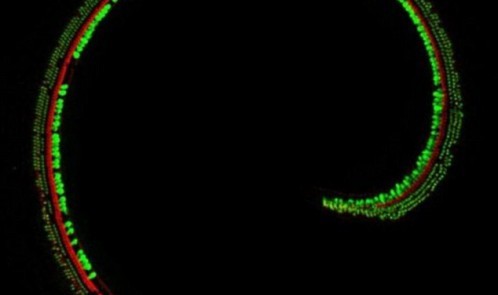 2A5C43F100000578-3153860-image-a-17_1436404066115