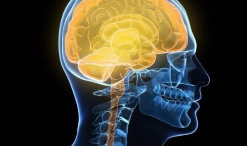 human-brain_3392751a-large-large_trans2oUEflmHZZHjcYuvN_Gr-bVmXC2g6irFbtWDjolSHWg-718x321