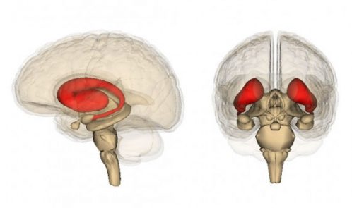 Striatum-by-Life-Science-Databases-702x336