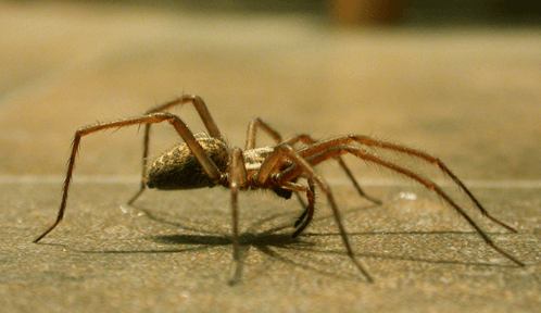 spider
