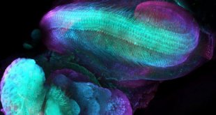 دوره آموزشی مبانی علوم اعصاب و دانش مغز