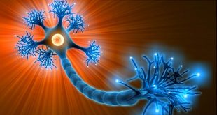 مغز انسان بالغ نورون جدید تولید نمی‌کند؟