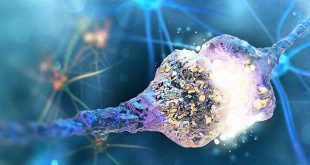 نقش حفاظتی مولکول جدید در سکته مغزی و بیماری­ های نورودژنراتیو