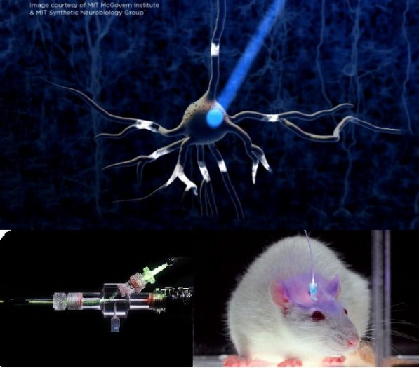 optogenetic