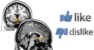 نقشه مغزی عزت نفس