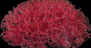 ترمیم آسیب مغزی